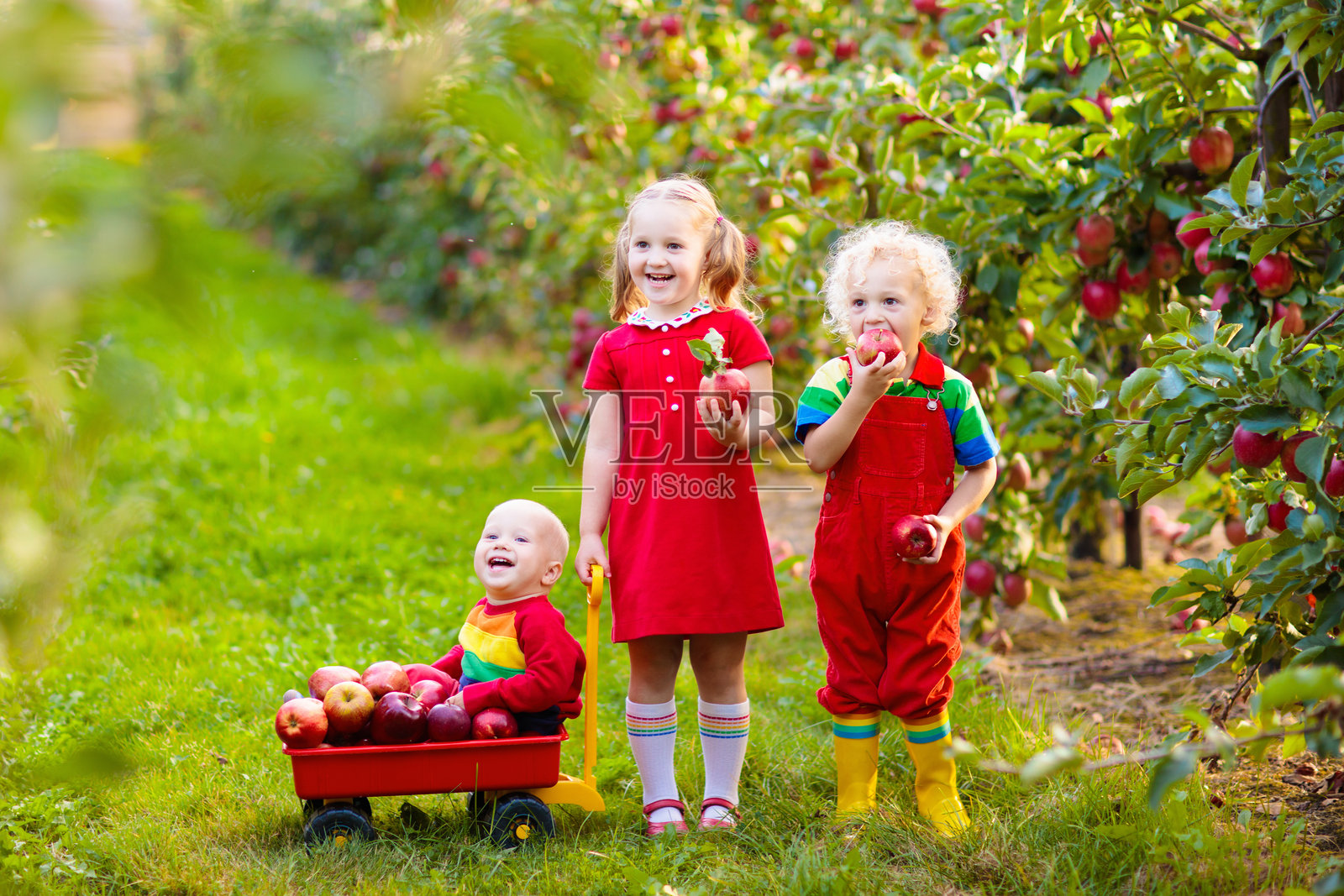 孩子们在果园里摘苹果照片摄影图片