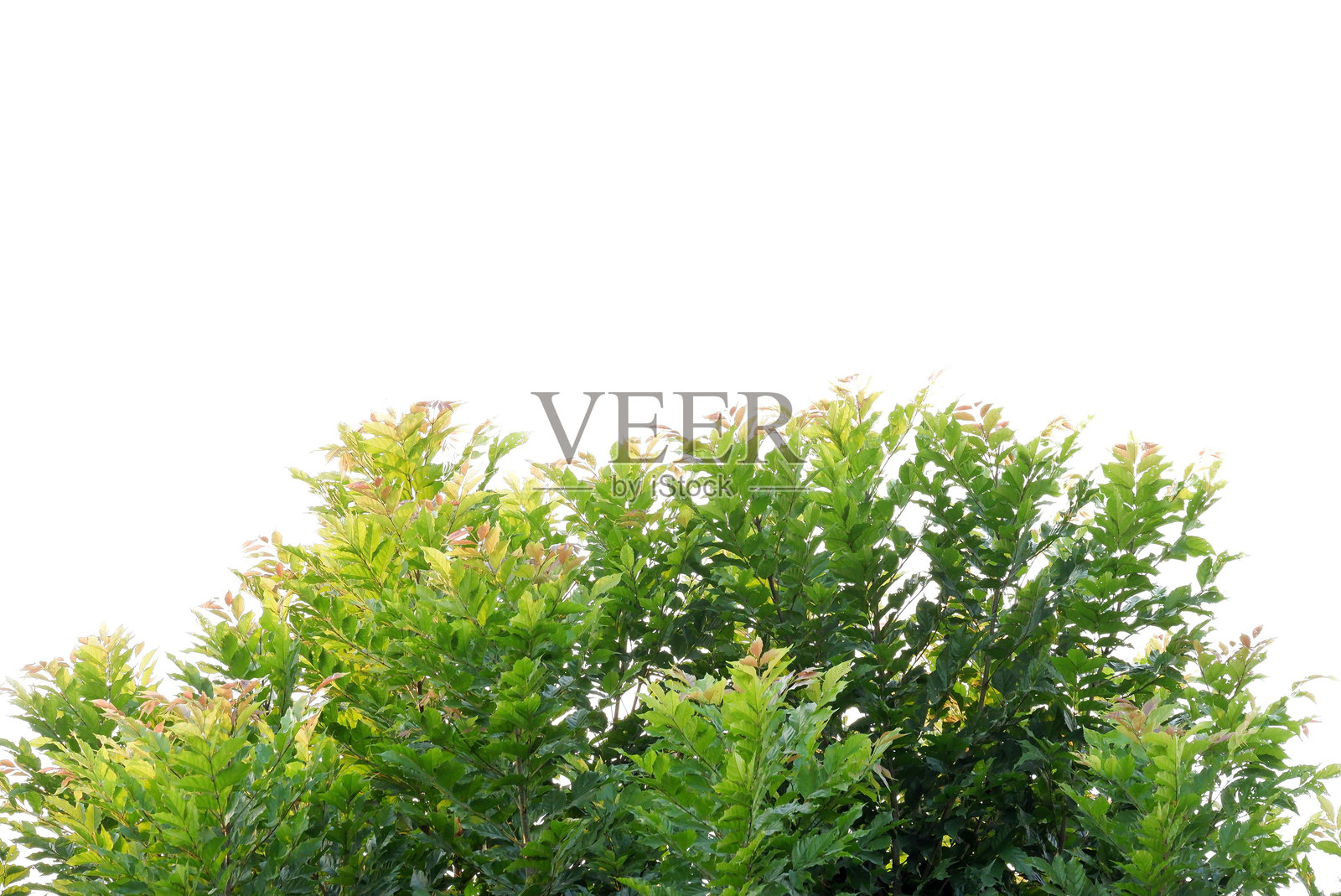 一个热带树的叶子,树枝在白色孤立的背景为绿色树叶的背景照片摄影图片