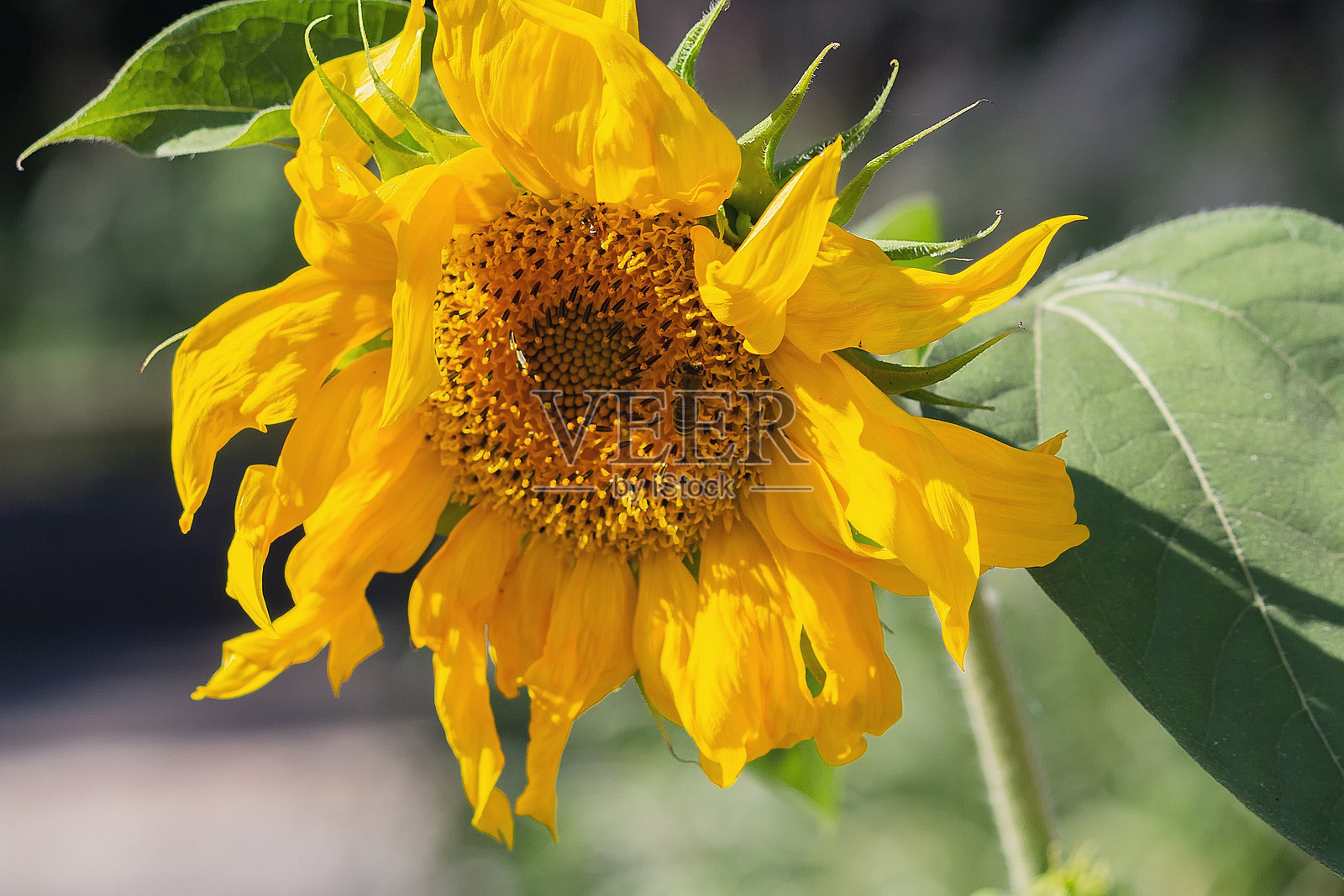 向日葵被阳光照射照片摄影图片