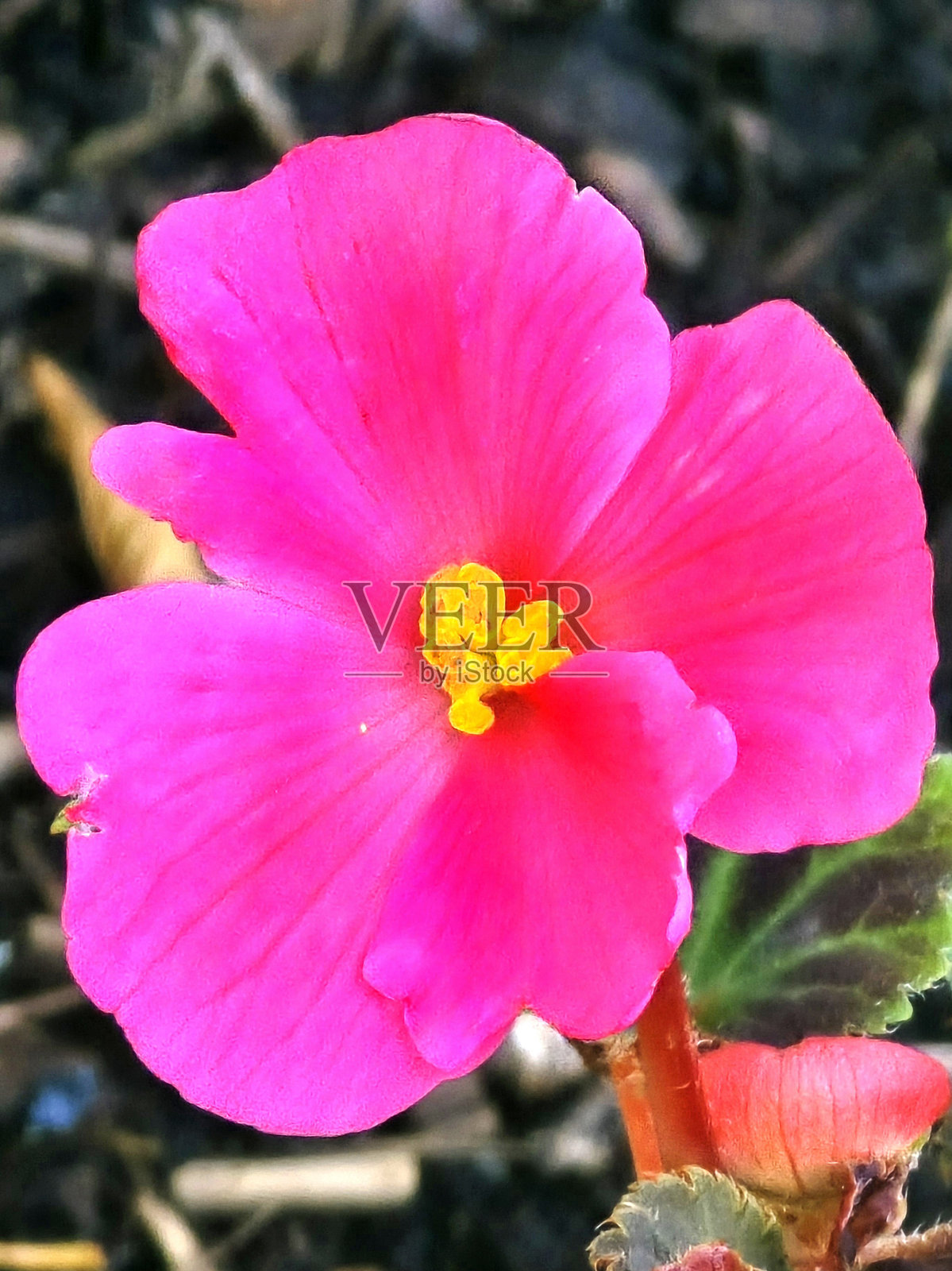 七月的温哥华斯坦利公园海堤绿道海景、岩石景观、沙滩景观、贝壳、景观和浮木照片摄影图片