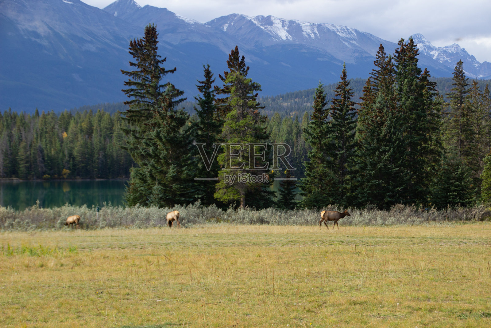 一群驼鹿在贾斯珀,加拿大照片摄影图片