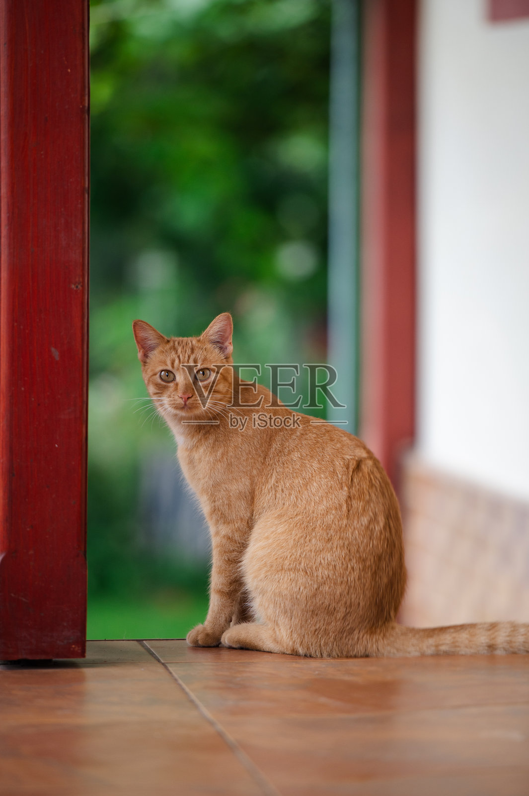 户外红猫照片摄影图片