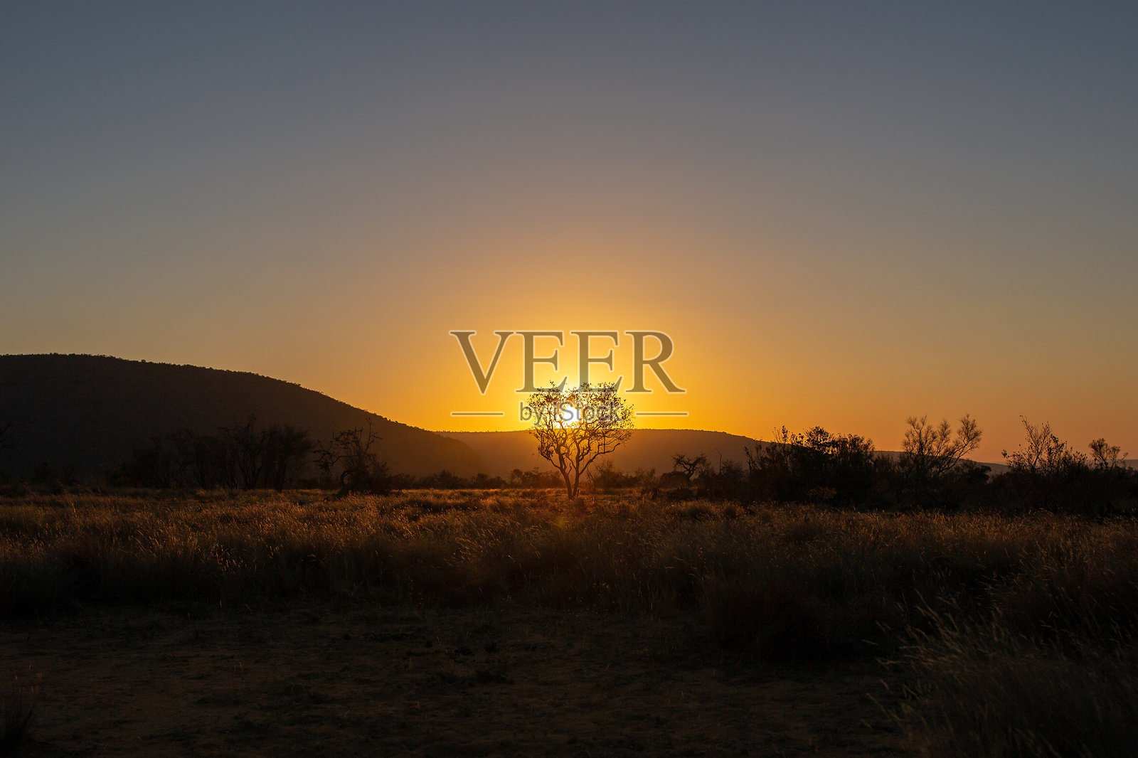 剪影植物在土地上对天空在日落照片摄影图片