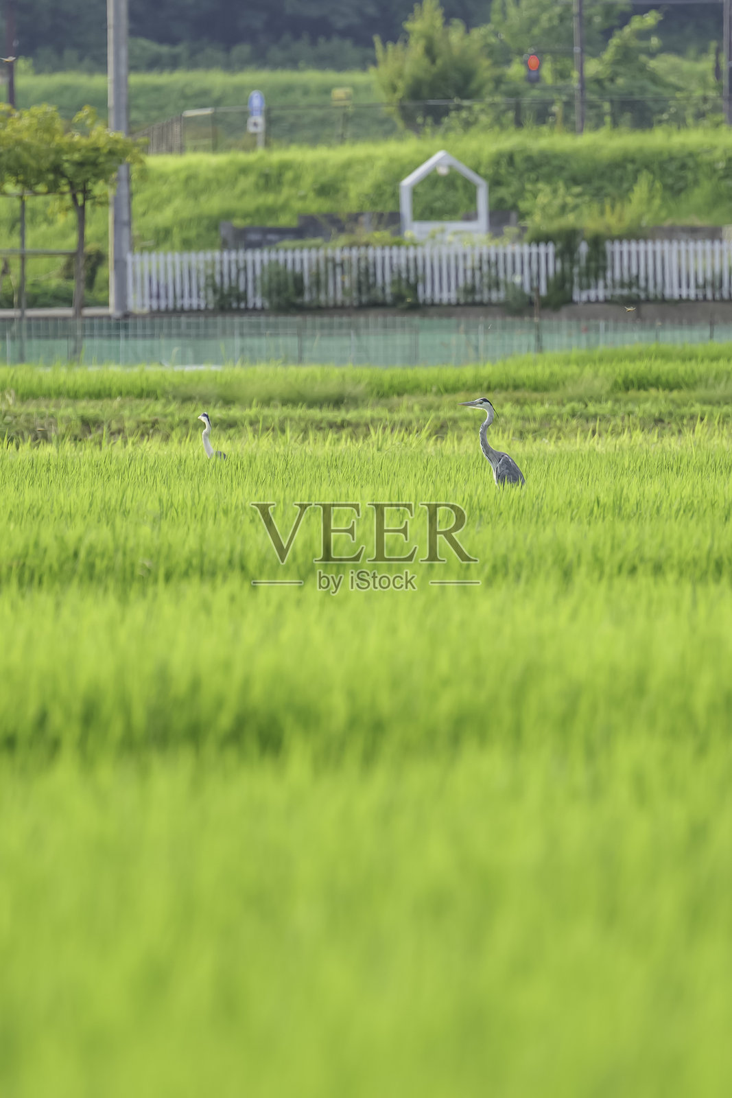 夏天,稻田里还有一只蓝鹭照片摄影图片