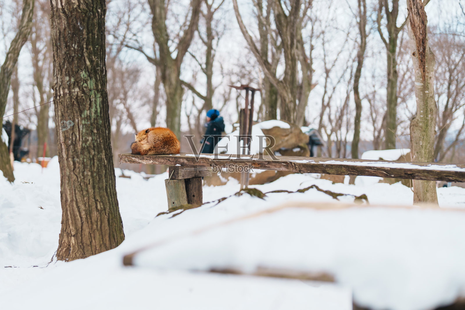 日本东北地区冬季雪地上可爱的狐狸。旅游度假概念照片摄影图片