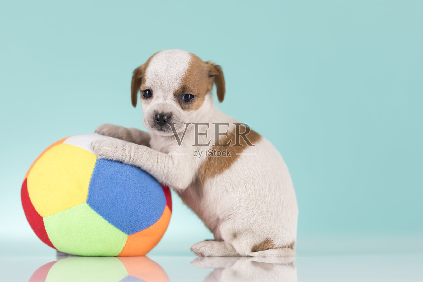 一只快乐的小狗正在玩球照片摄影图片