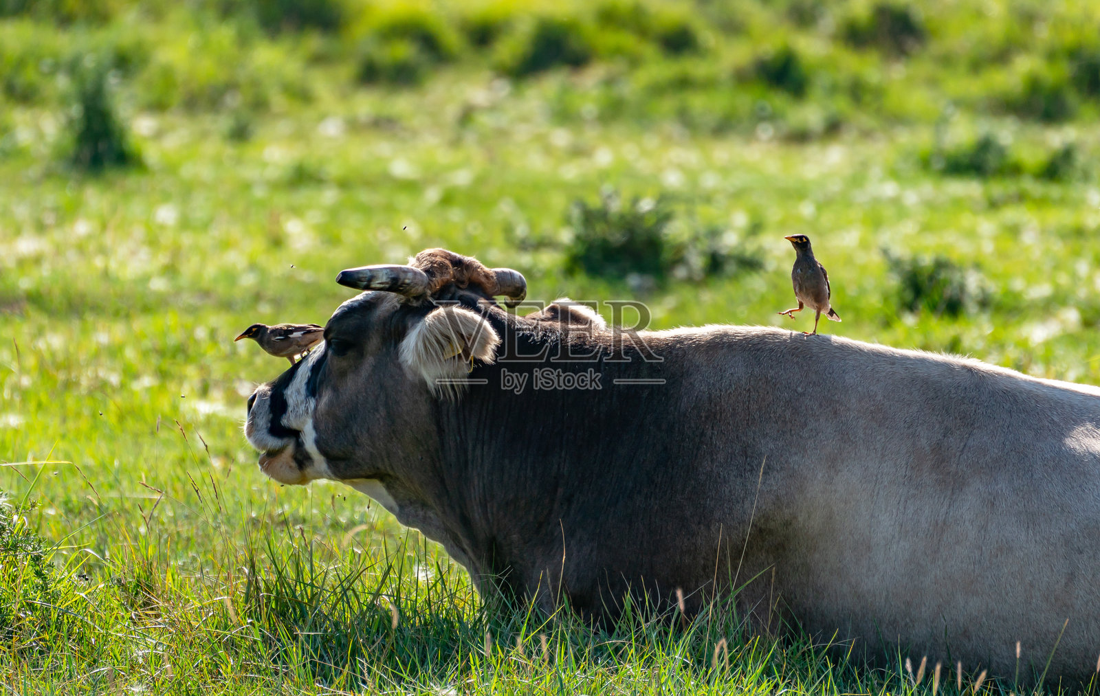 八哥坐在牛的口鼻上,第二只八哥走在牛的背上。照片摄影图片