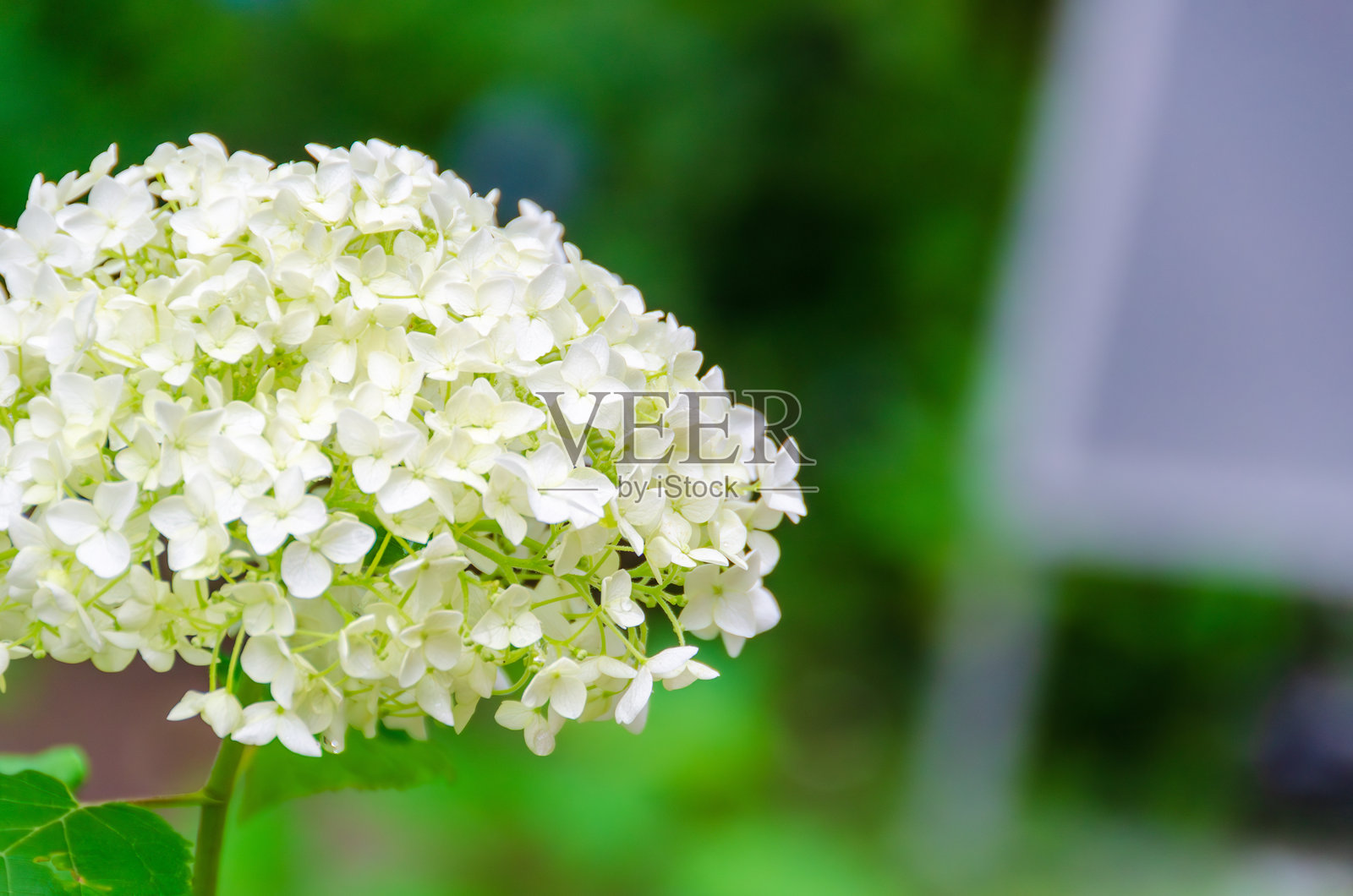 白色绣球花照片摄影图片