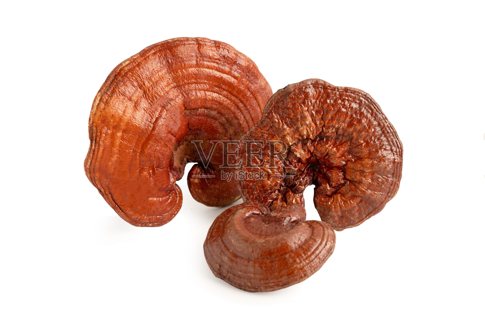 灵芝干胶囊药,有机中草药替代药,分离于白剪路径上。照片摄影图片