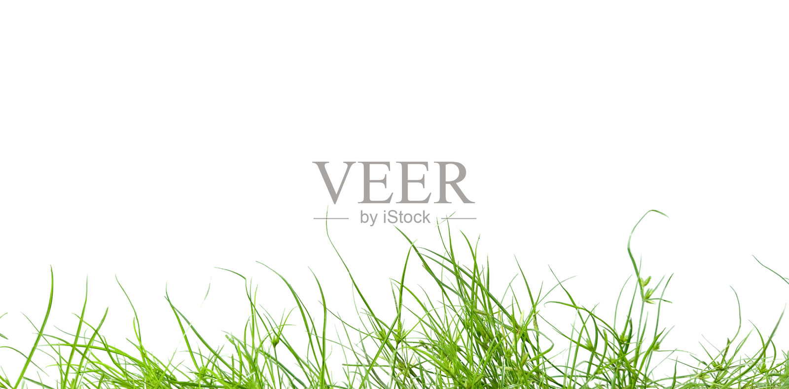 在白色的背景上剪出一丛高大的绿草。照片摄影图片