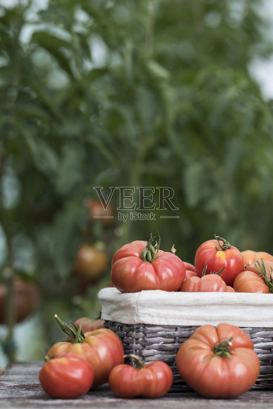 蔬菜,西红柿,在花园的桌子上照片摄影图片