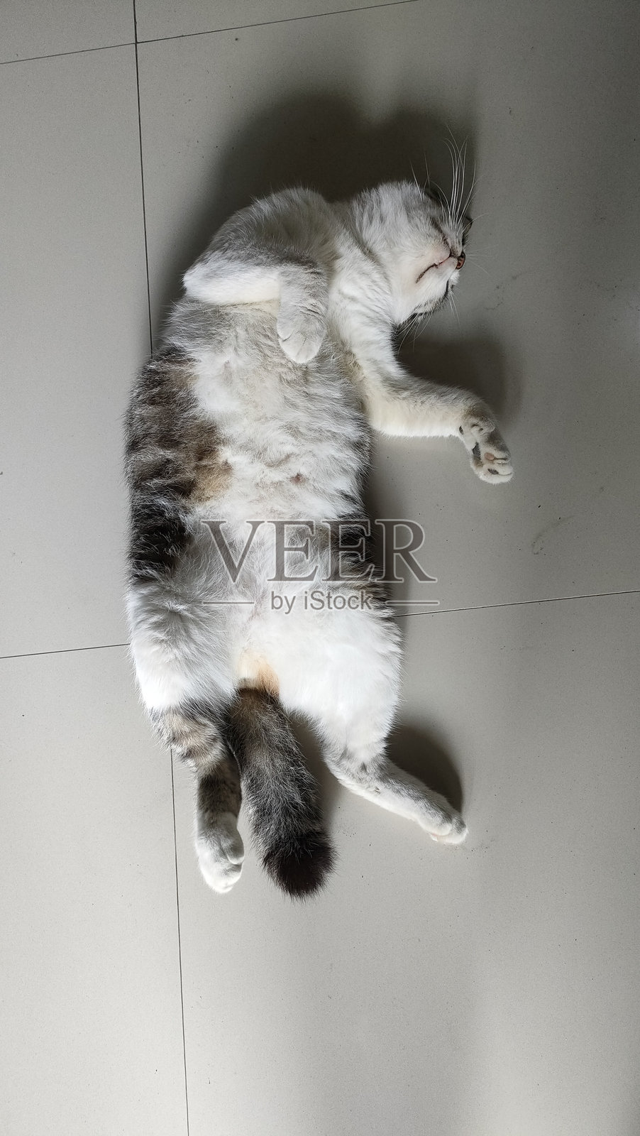 猫在地板上睡觉,露出肚子照片摄影图片