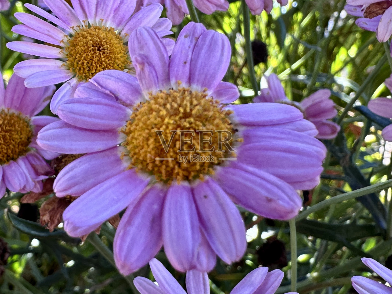 紫色的宇宙照片摄影图片