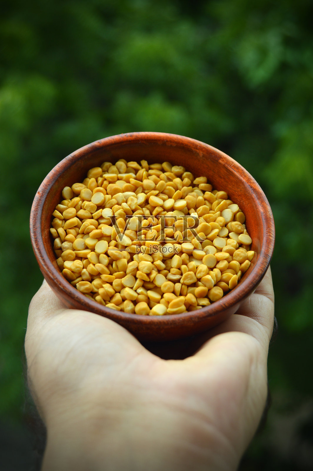 一个圆形的木碗,装满了美味可口的诱人的碗,里面装满了生的黄色克豆或chana dal或chane ki daal豆类,谷物或豆类,放在手掌上,在绿色的垂直背景下,景深照片摄影图片