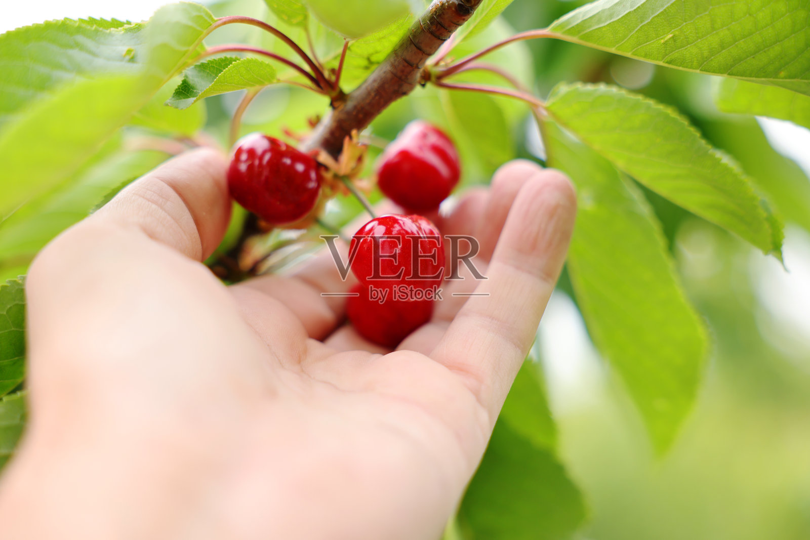 手从树上采摘成熟樱桃的特写照片摄影图片