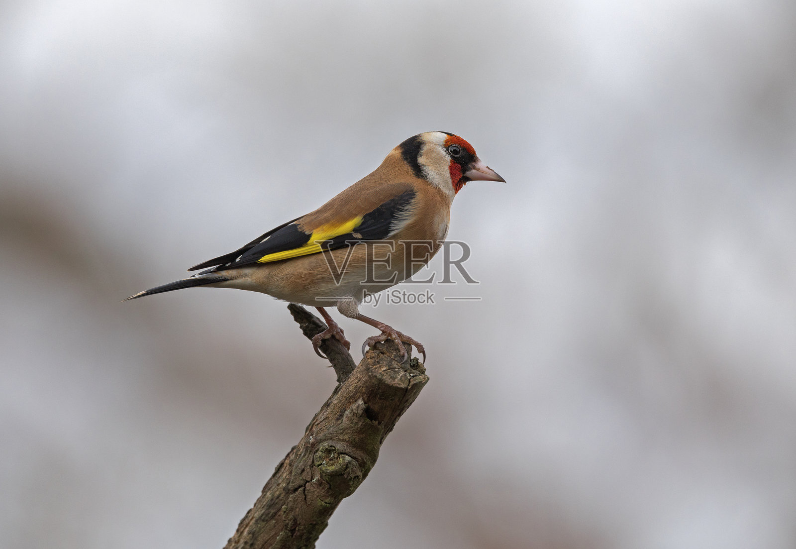 栖息在树枝上的欧洲金翅雀照片摄影图片
