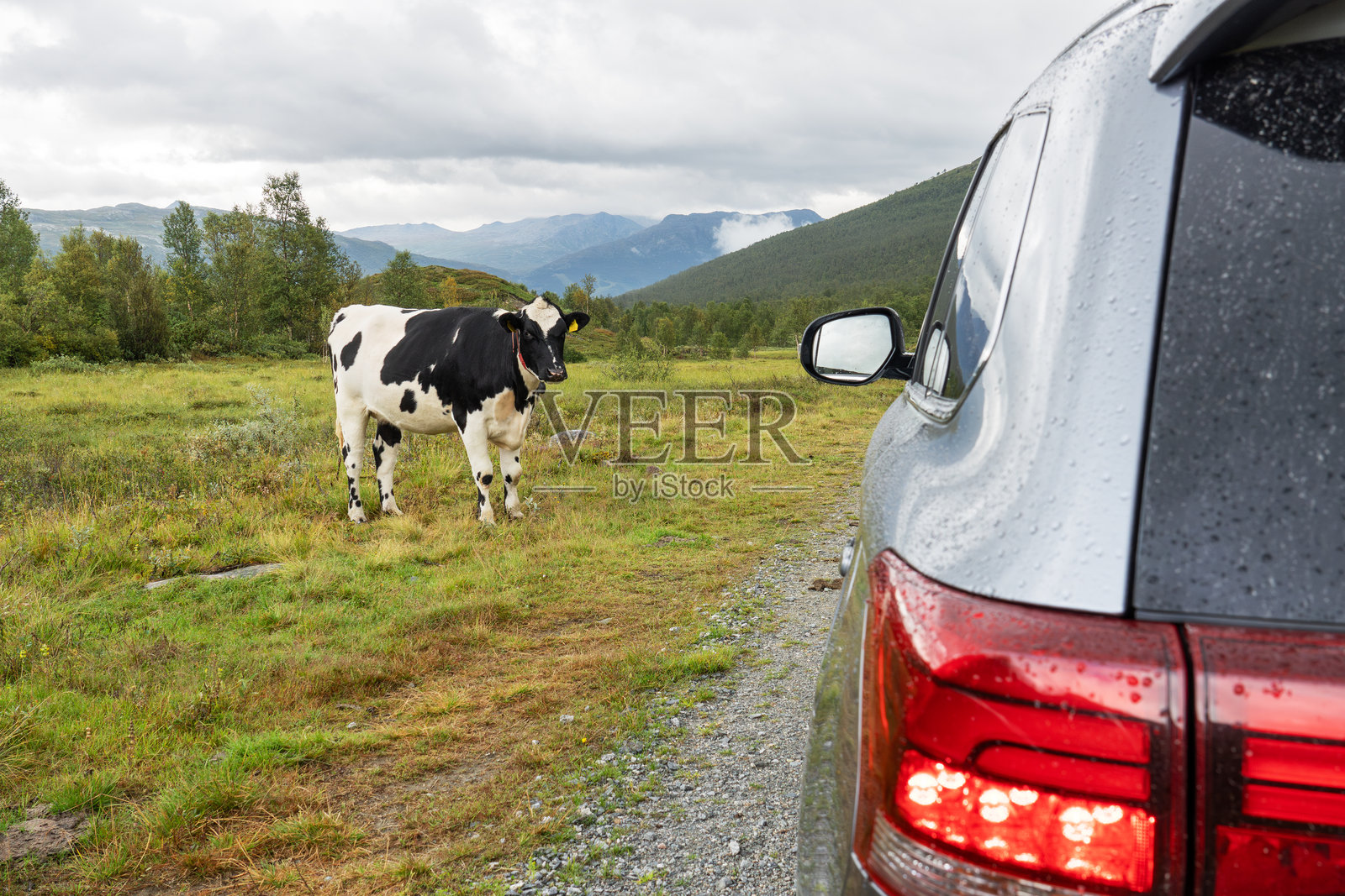 挪威Hallingdal Buskerud, Hemsedal,路边的牛照片摄影图片