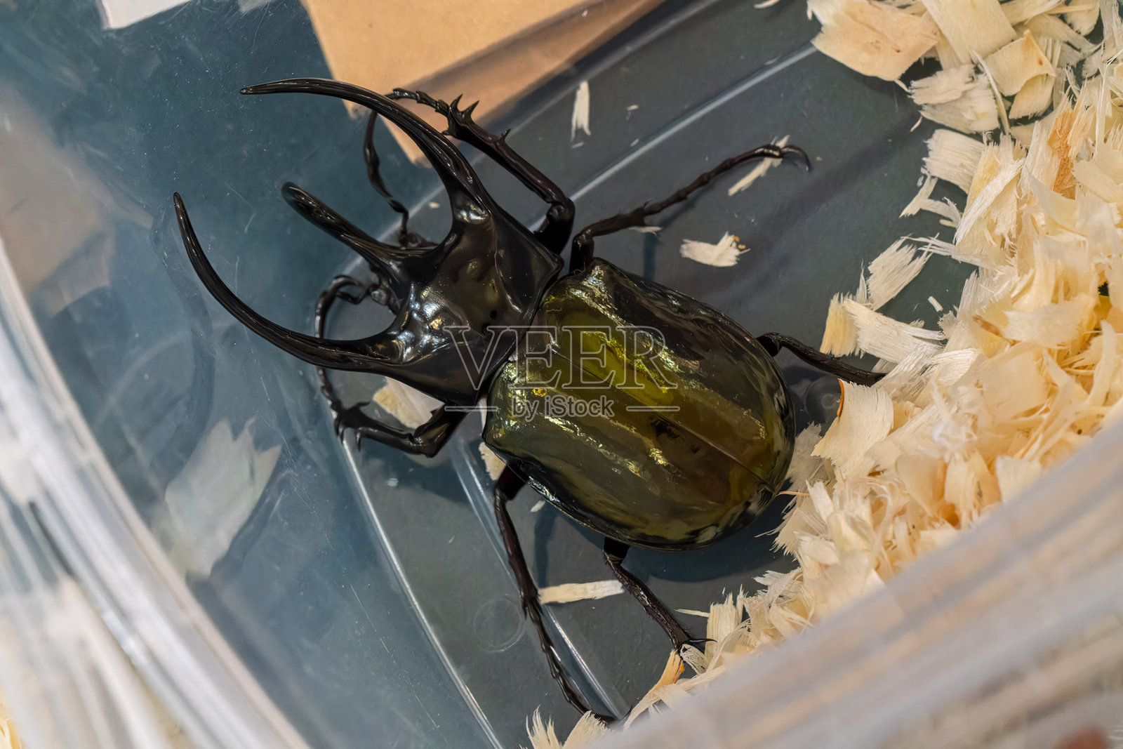 昆虫标本:巨甲虫照片摄影图片