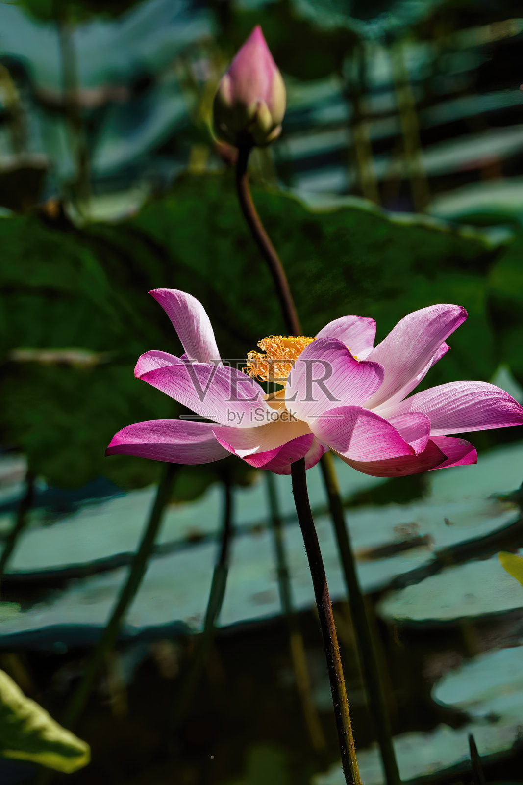 绿叶莲照片摄影图片