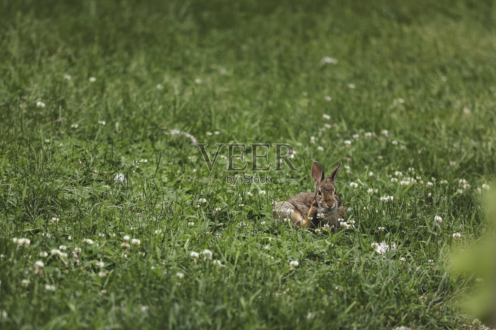 花园里的兔子照片摄影图片
