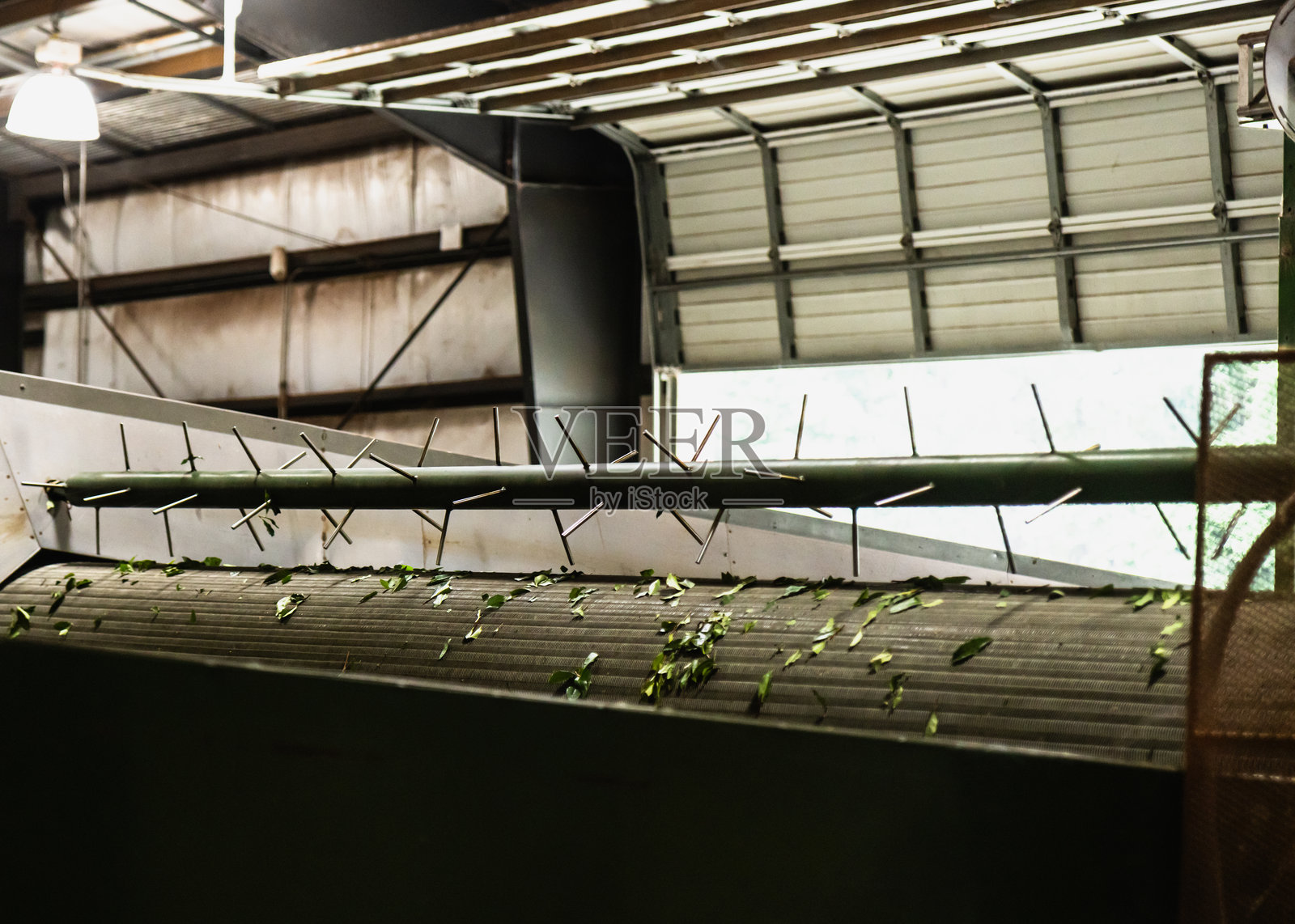 茶包机械加工茶叶照片摄影图片