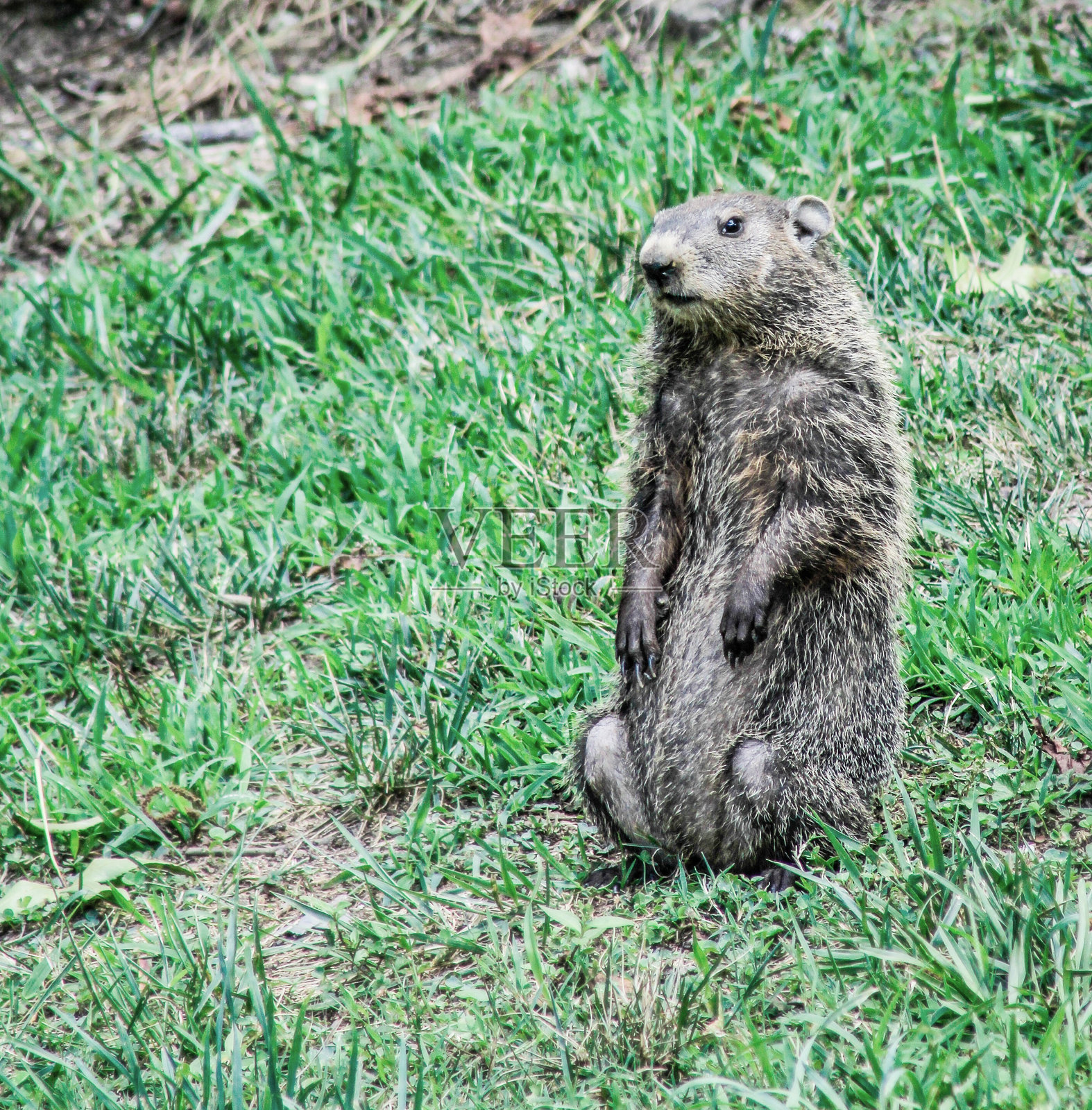 我看见一只土拨鼠在吃三叶草。照片摄影图片