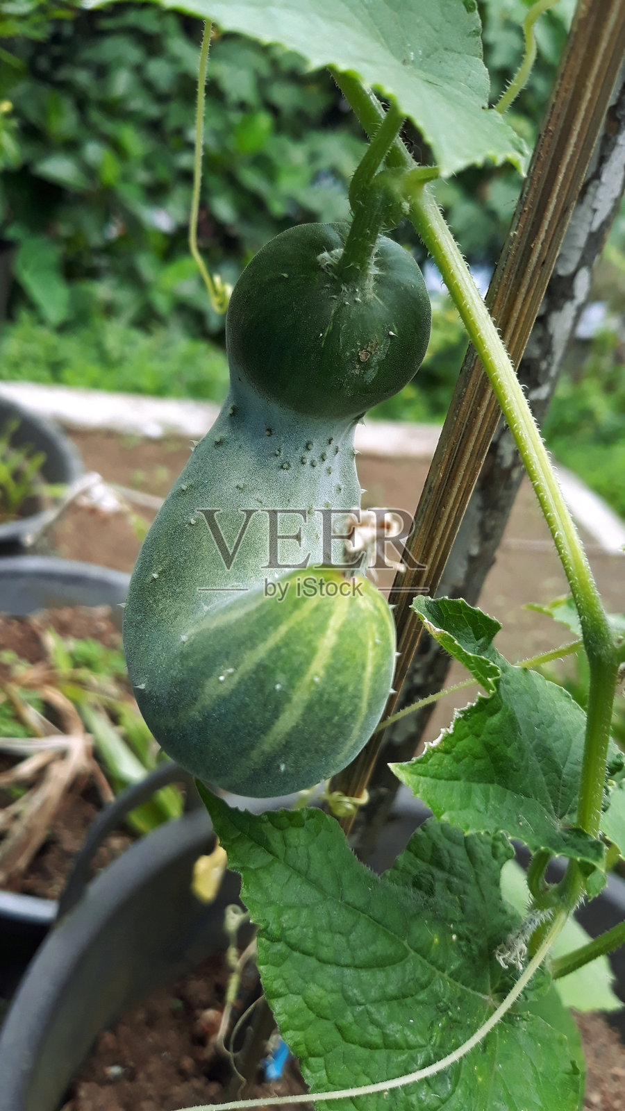 花园里挂在树上的黄瓜特写照片摄影图片