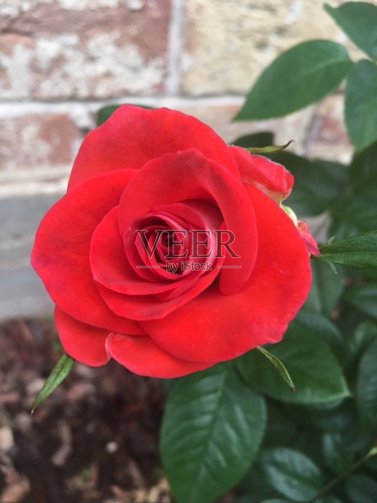 单朵红玫瑰照片摄影图片