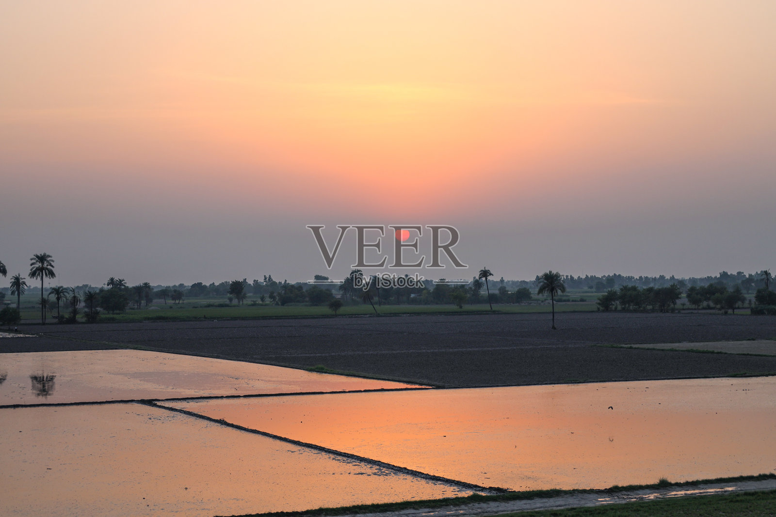 金色的田野:日落在郁郁葱葱的田野照片摄影图片