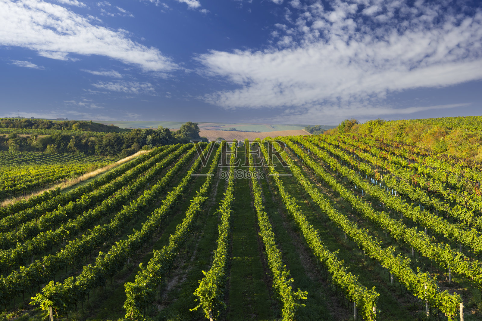捷克共和国南部摩拉维亚,切科维采附近的葡萄园照片摄影图片