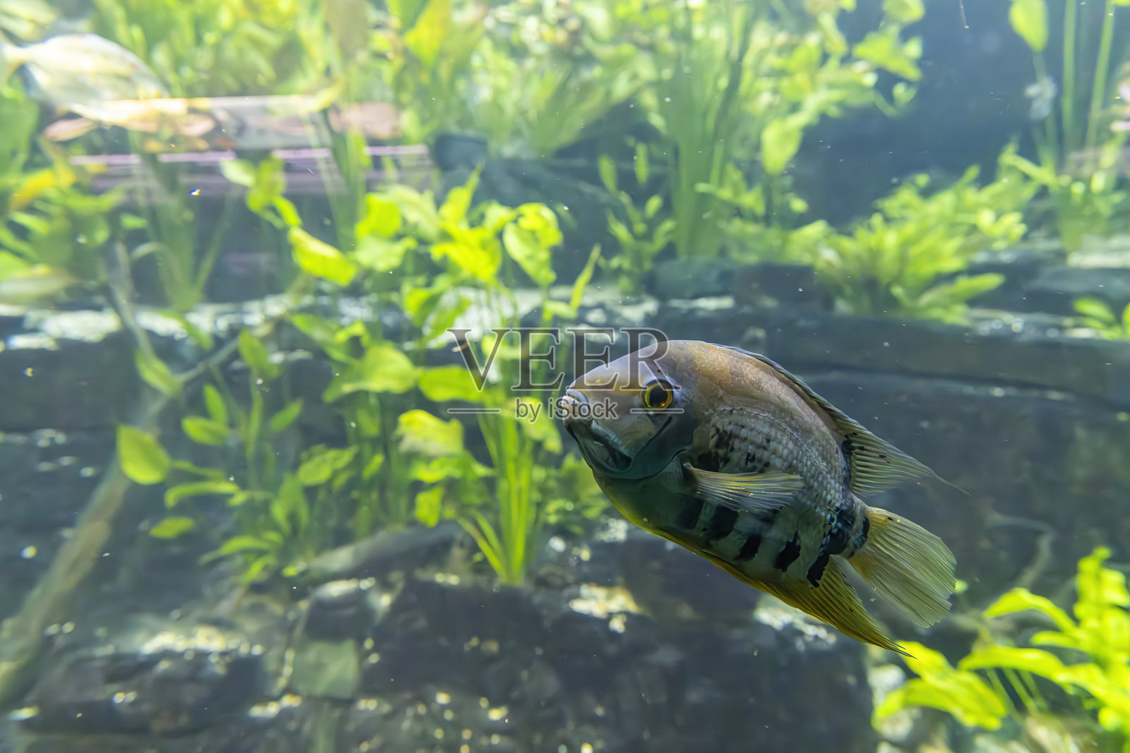 布拉格植物园热带温室,捷克共和国照片摄影图片