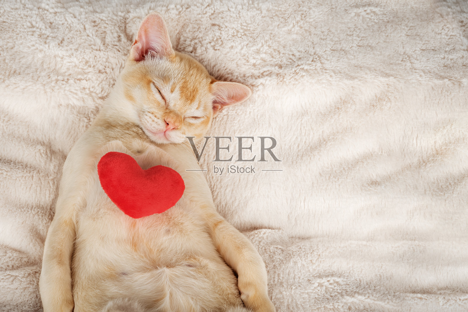 红色的缅甸小猫睡得很香,它有一颗红色的毛绒心。照片摄影图片