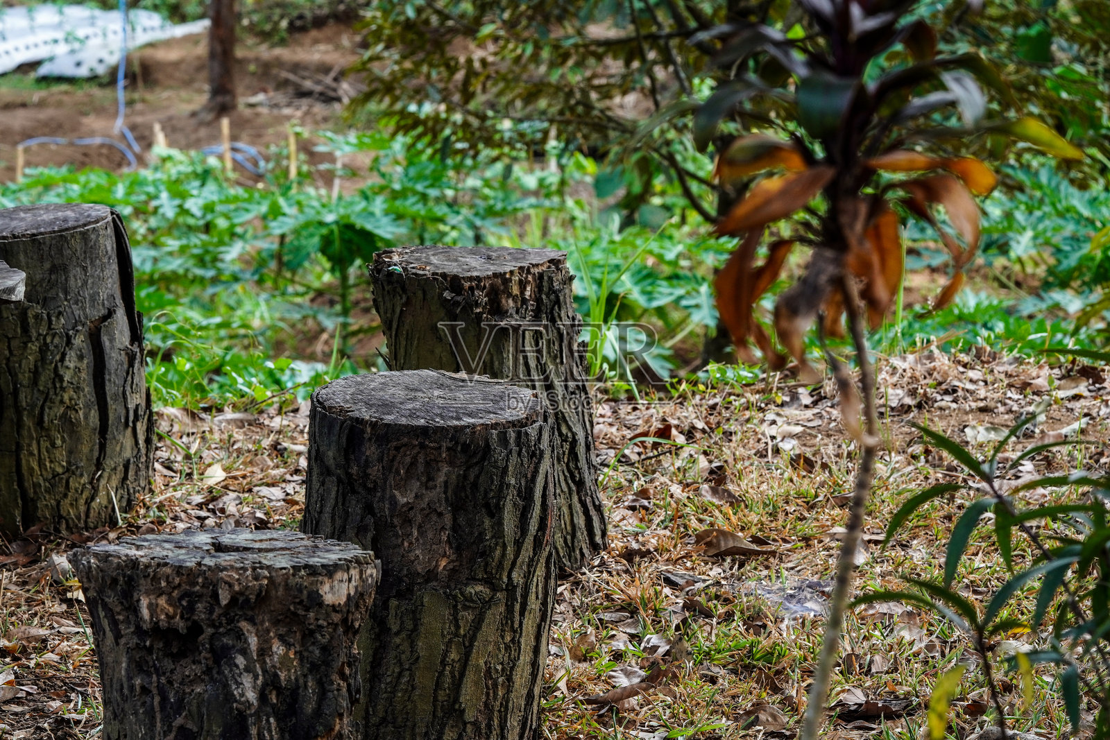 四根木梁作为花园椅照片摄影图片