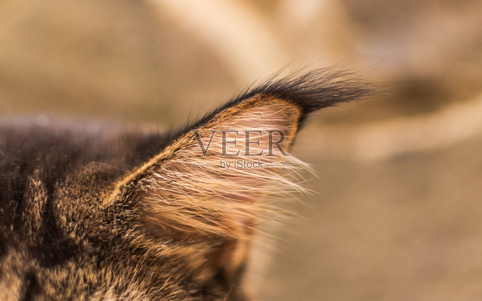 有独特流苏的缅因浣熊耳照片摄影图片