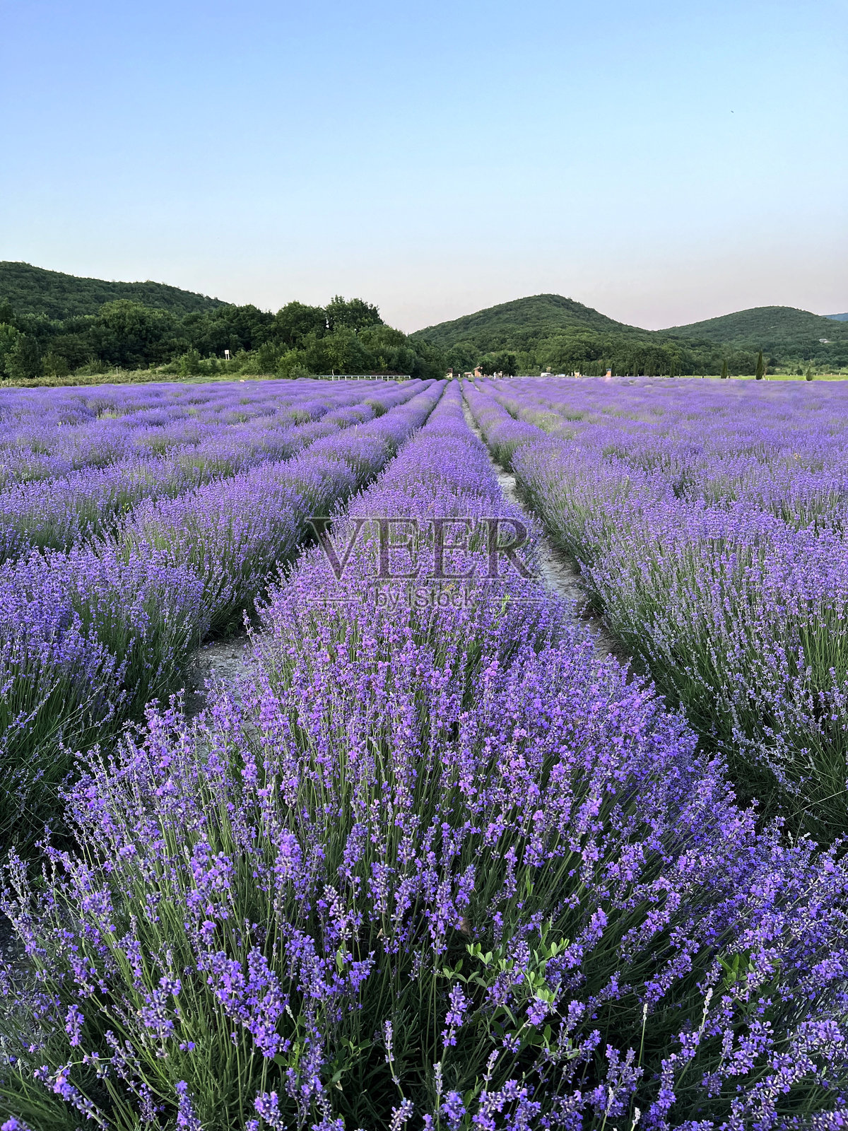 盛开的薰衣草田,傍晚的灯光,背景中的山脉,垂直的照片格式照片摄影图片