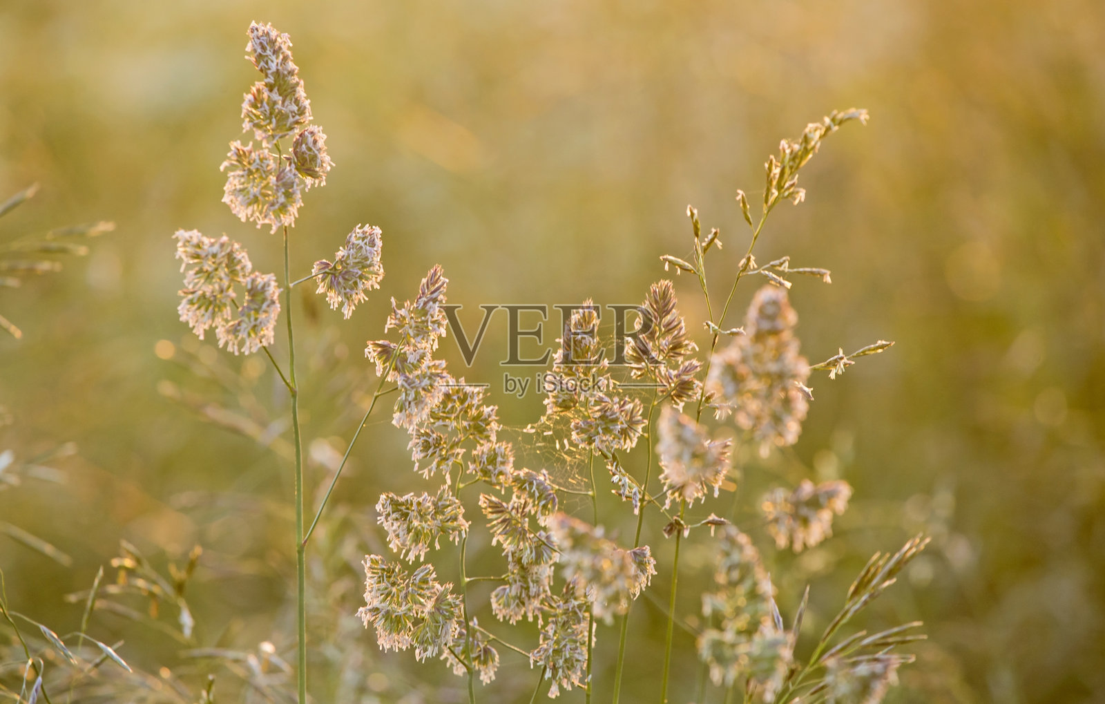 在一个温暖的夏夜,在夕阳的背光下,草地上的草。照片摄影图片