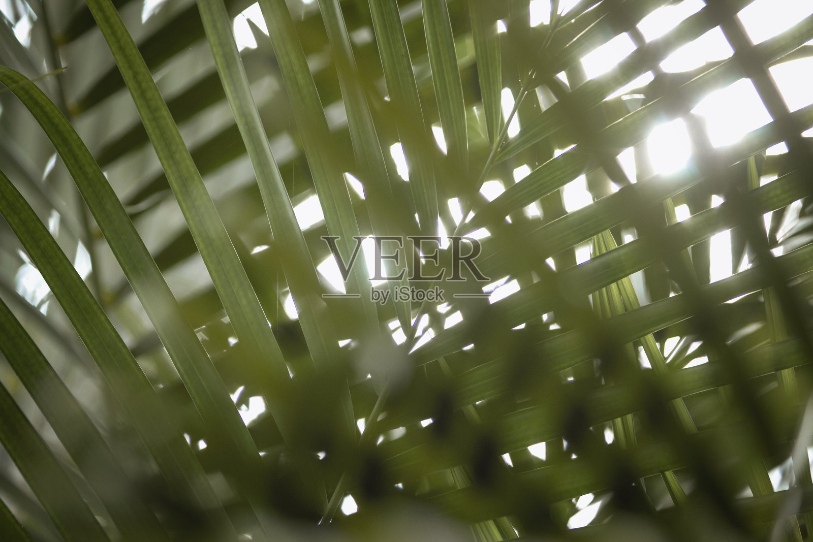 背光蕨类图案。照片摄影图片