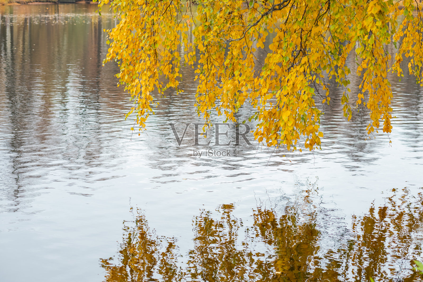 秋天,树木变换着颜色,在宁静的水面上反射着美丽的倒影。秋叶黄,十月天气湿。秋天的色彩景观与黄叶树和一条河照片摄影图片