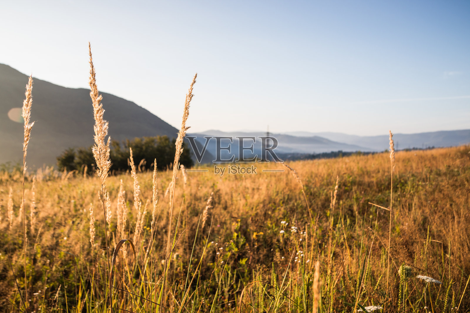 晨光中的金草,展现了大自然清新的光彩照片摄影图片