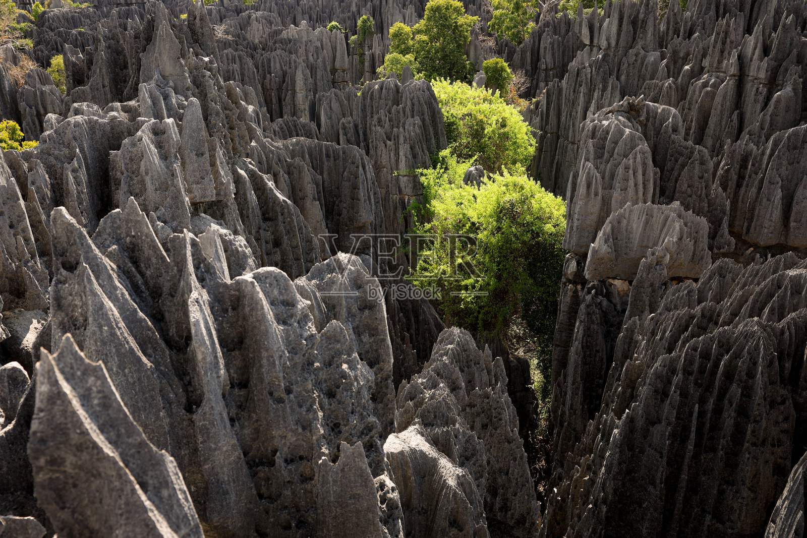 在正午的阳光下,在马达加斯加的贝马拉哈国家公园探索独特的岩层和郁郁葱葱的绿色植物照片摄影图片