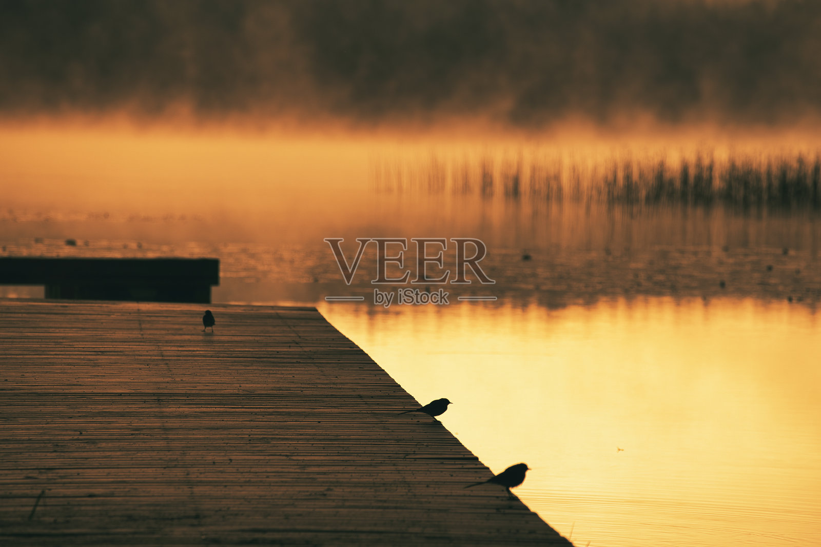 浪漫的早晨,在一个湖的码头上,摇尾马坐在上面照片摄影图片