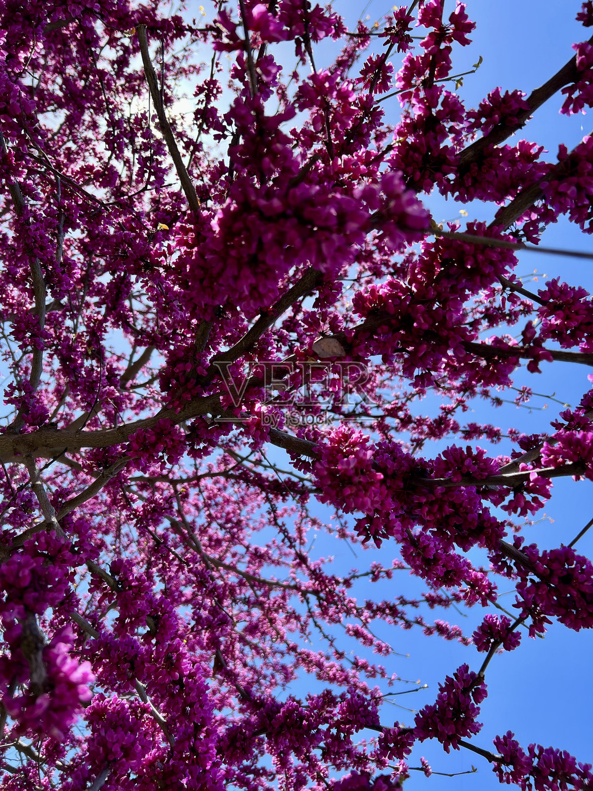 紫色的树照片摄影图片