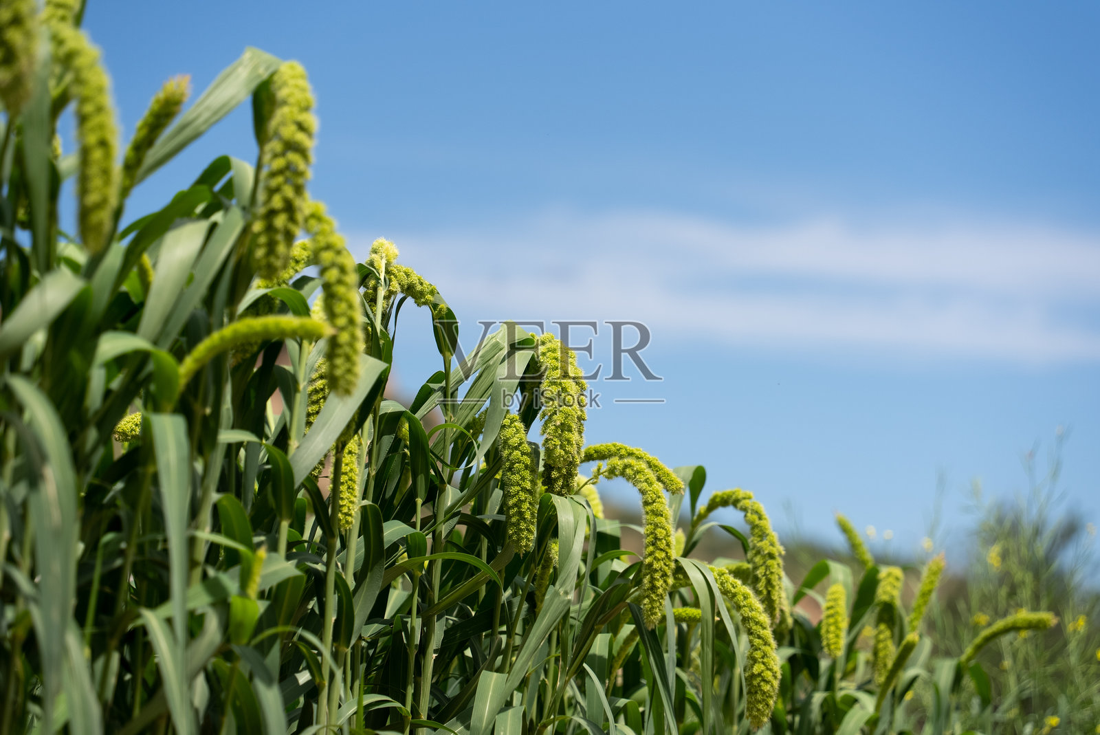 蓝天里的高粱田照片摄影图片