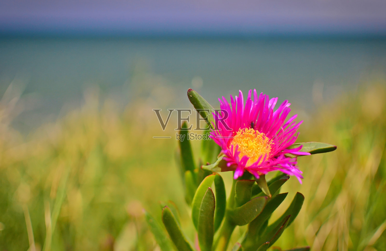 地中海沿岸盛开的冰叶日中花照片摄影图片
