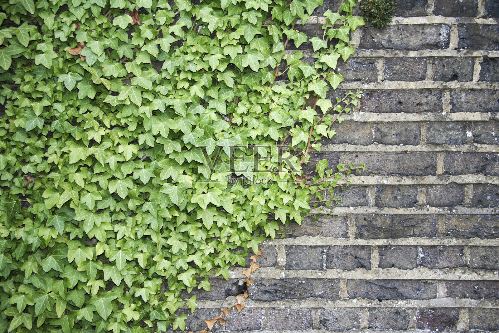 长在砖墙上的常春藤特写照片摄影图片