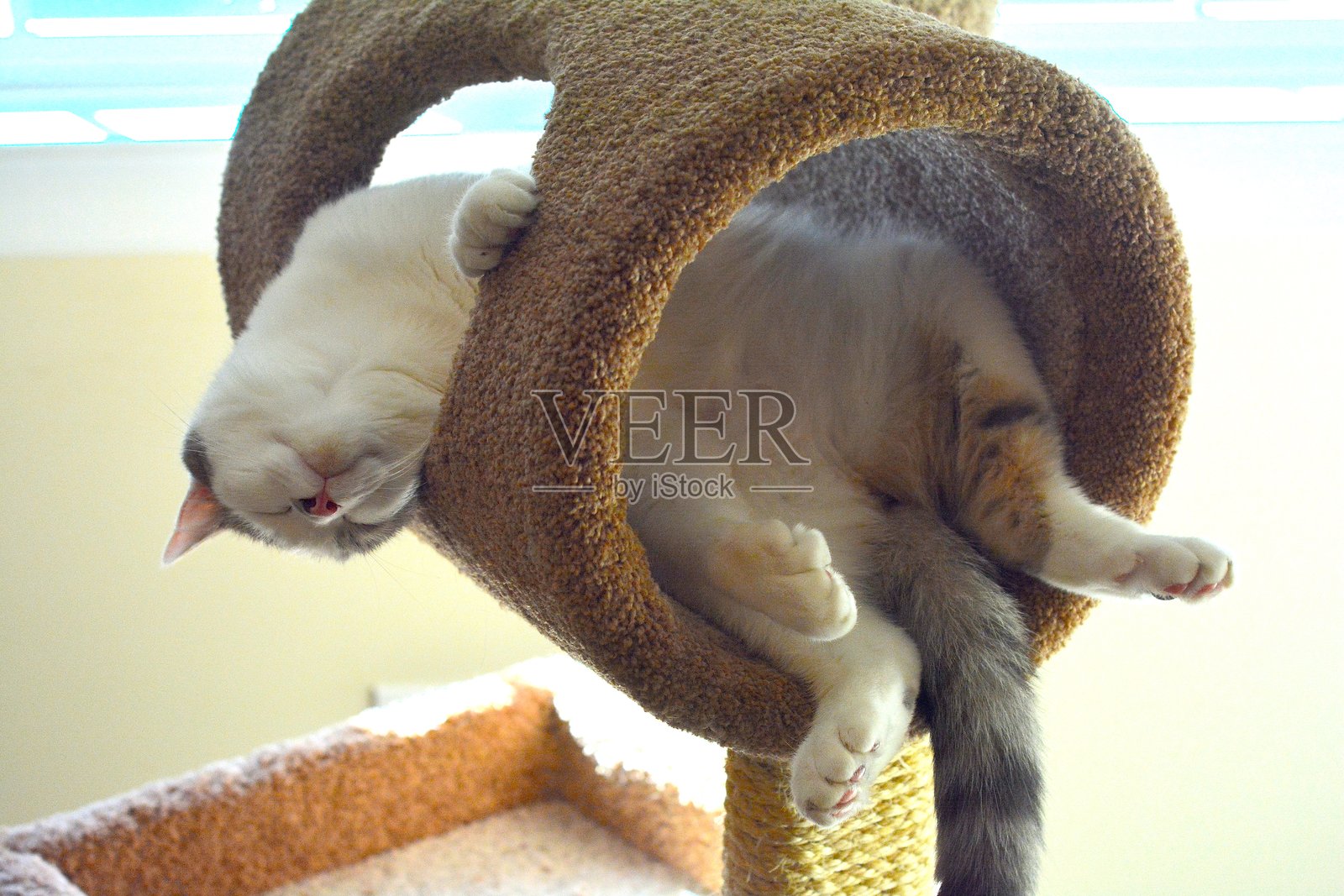 猫在塔上休息的特写照片摄影图片