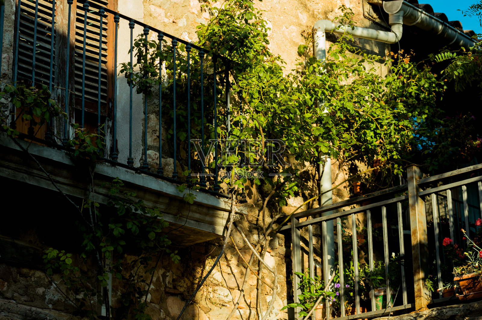 从低角度看建筑物旁的树木照片摄影图片