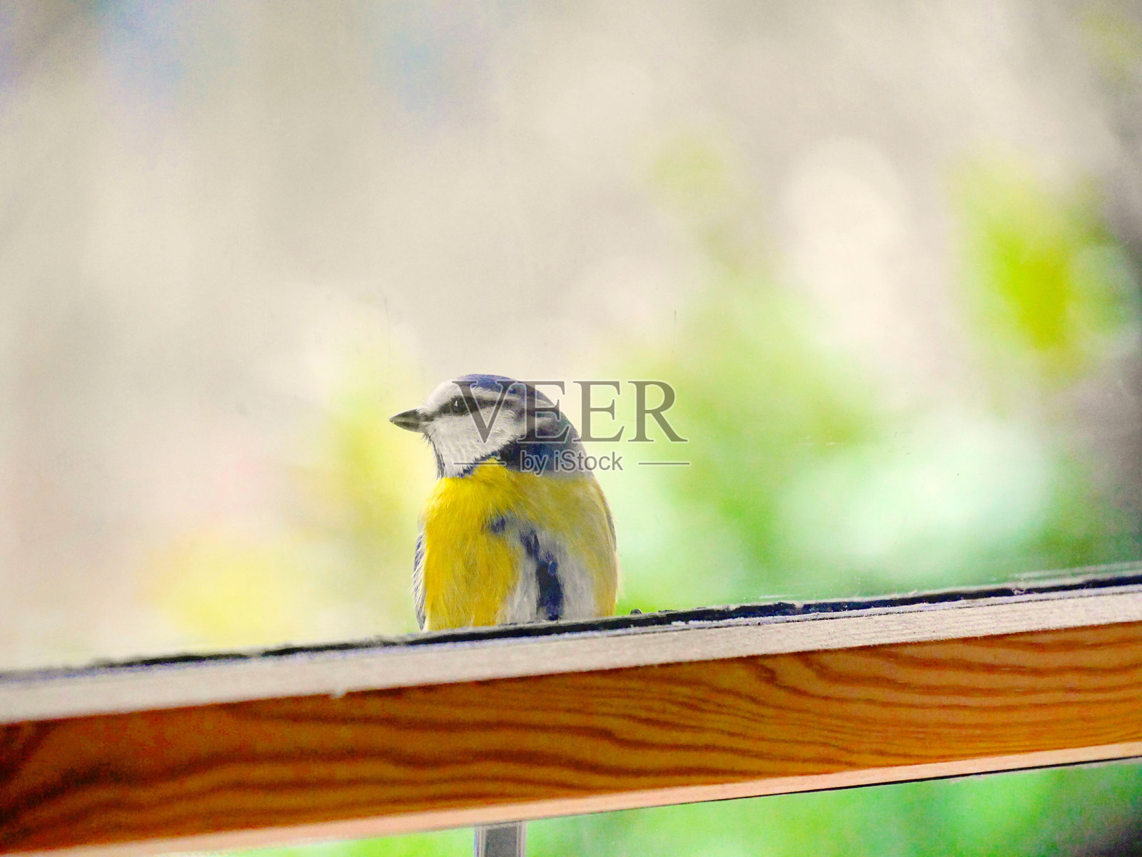 透过窗户看到的鸟特写照片摄影图片