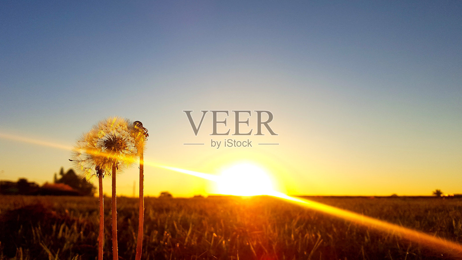 日落时晴朗天空下的麦田特写照片摄影图片