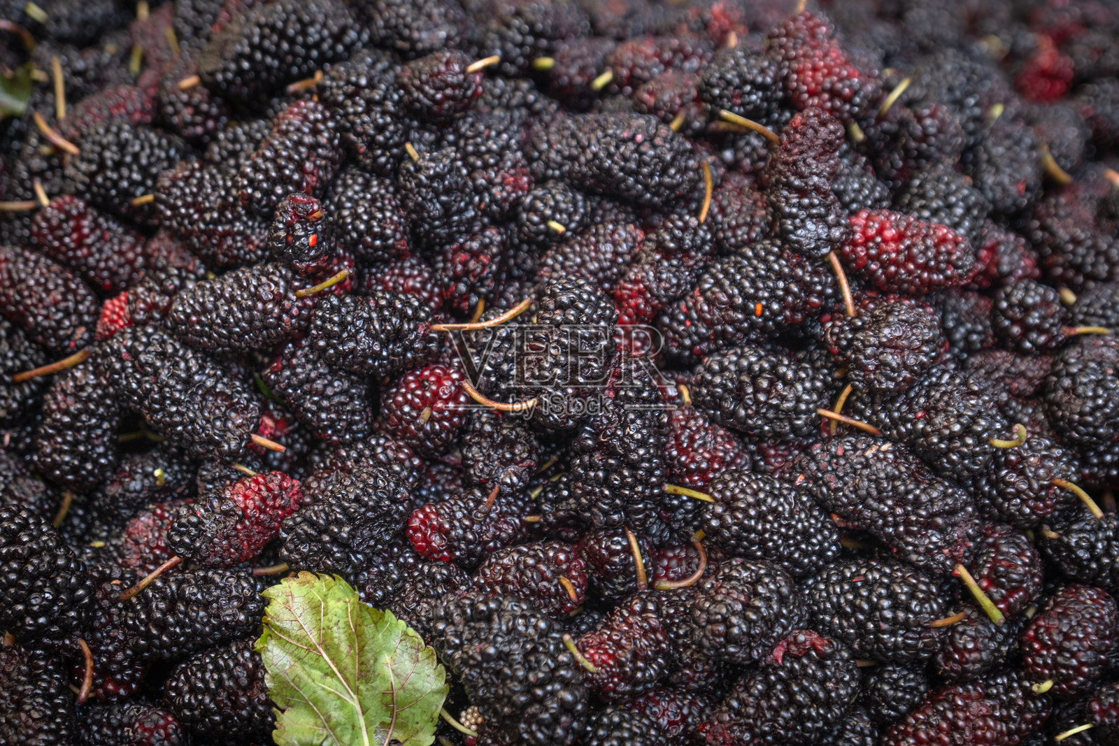 新鲜桑葚,黑色成熟,红色未成熟。照片摄影图片